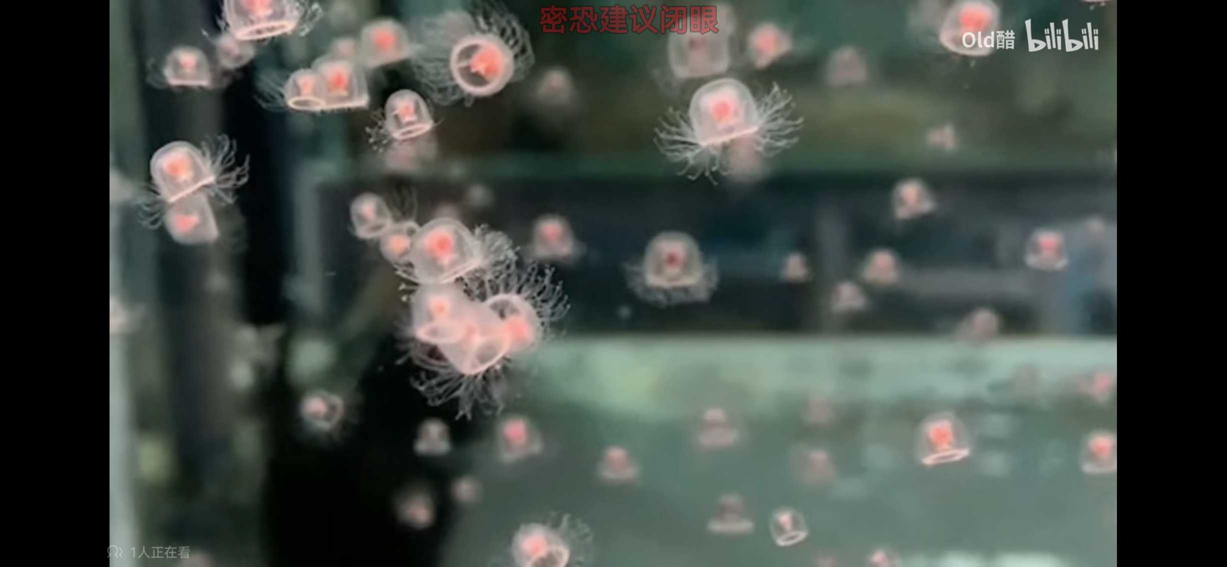Screenshot_20241031_144044_tv.danmaku.bili.jpg