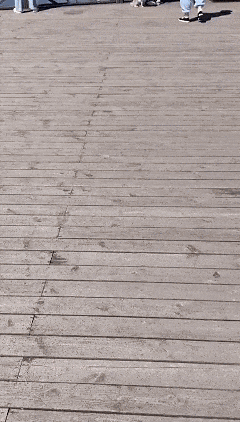 1月29日.gif